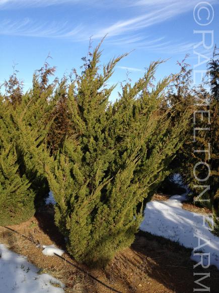 JuniperuschinensisTorulosa2