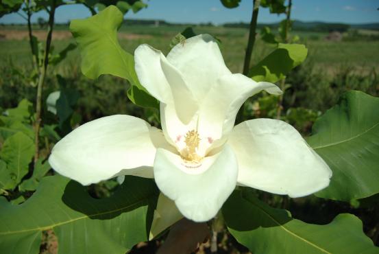 Magnoliaashei15