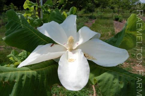 Magnoliamacrophylla19