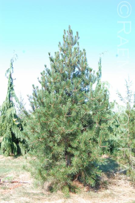 Pinusbungeana19
