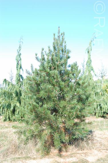 Pinusbungeana20