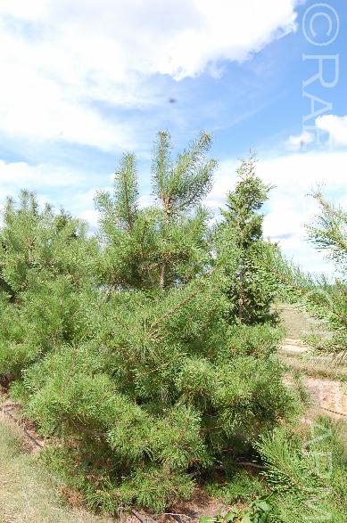 Pinusdensiflora22