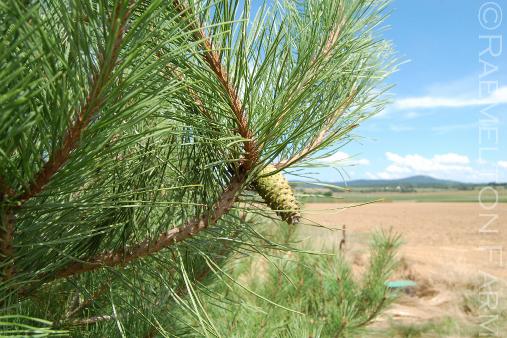 Pinusdensiflora2