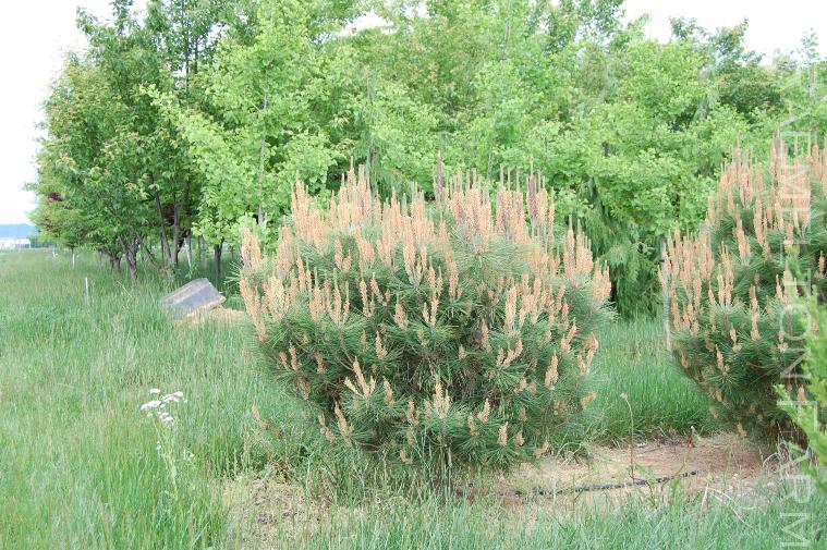 PinusdensifloraUmbraculifera14
