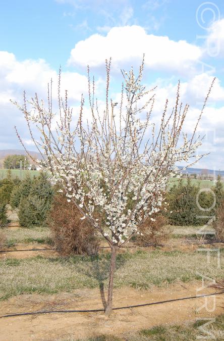PrunusmumeRosemaryClark3