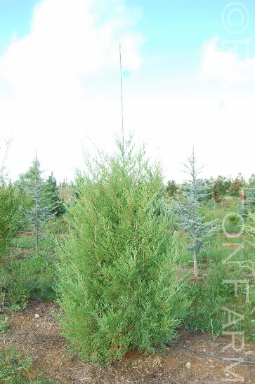 Juniperusvirginiana22