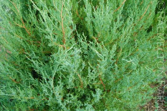 Juniperusvirginiana12