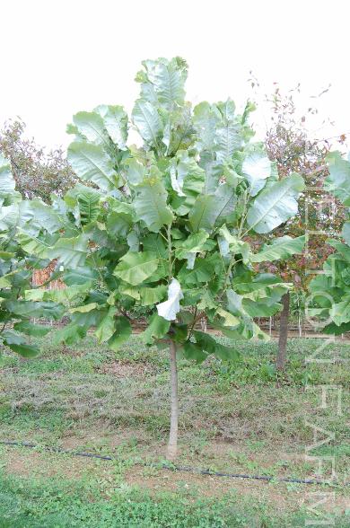 Magnoliamacrophylla17