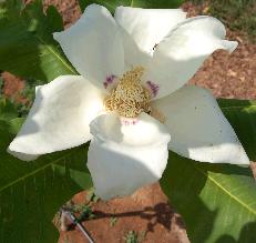 Magnoliamacrophylla18
