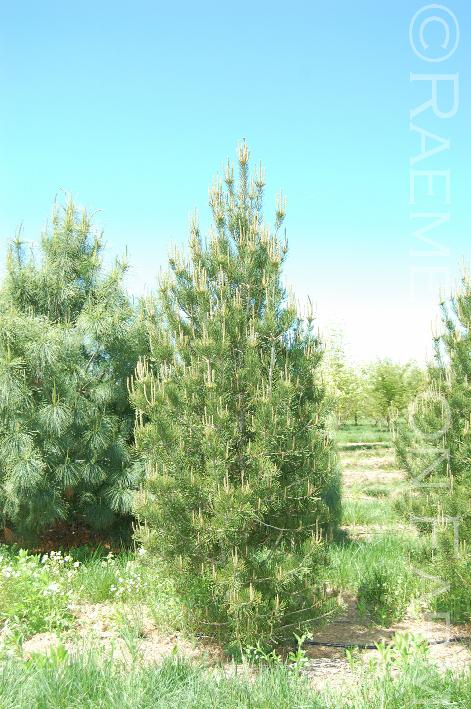 Pinusbungeana1