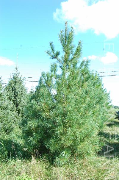 Pinuskoraiensis10