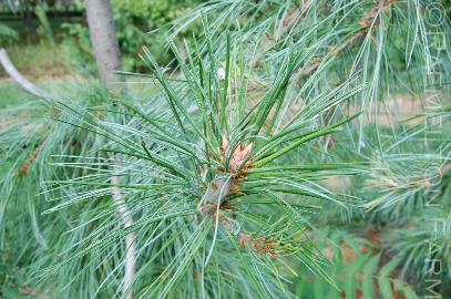 PinusstrobusPendula2