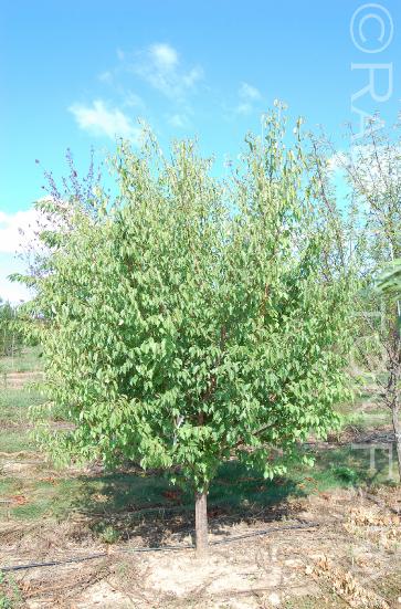 PrunusmumeKobai9