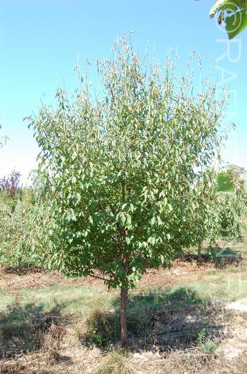PrunusmumeRosemaryClark12