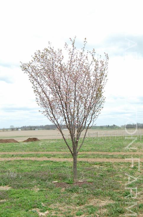 Prunussargentii2