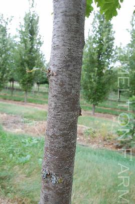 Quercusalba2