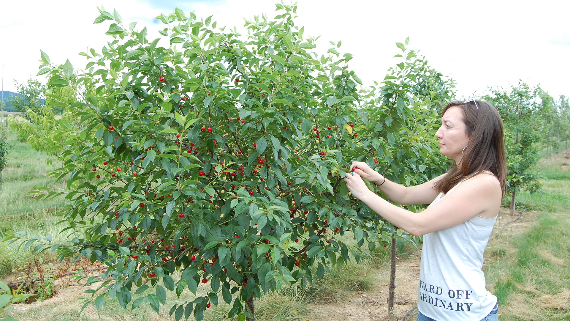 Tart Cherry Picking